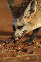 Bat-eared fox (Otocyon megalotis) feeding on scorpion prey, Namib-Naukluft National Park, Namib Desert, Namibia.