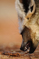 Bat-eared fox (Otocyon megalotis) feeding on scorpion prey, Namib-Naukluft National Park, Namib Desert, Namibia.