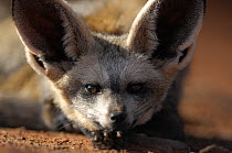 Bat-eared fox (Otocyon megalotis) resting, Namib-Naukluft National Park, Namib Desert, Namibia.