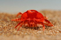 Giant Red Mite {Trombidium holosericeum} on sand, Namib desert, Namibia