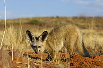 Bat-eared fox (Otocyon megalotis) in habitat, Namib-Naukluft National Park, Namib Desert, Namibia.
