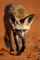 Bat-eared fox (Otocyon megalotis) walking, Namib-Naukluft National Park, Namib Desert, Namibia.