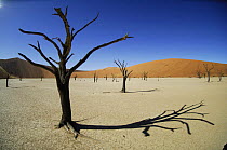 Dead trees with Sesriem Sossusvlei sand dune in the background, Namib desert, Namibia