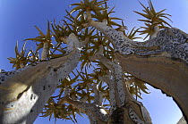 Looking up into the branches of a Quiver tree (Aloe dichotoma) Namib-Naukluft NP, Namib Desert, Namibia