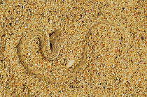 Peringueys sidewinding / Dwarf puff adder (Bitis peringueyi) buried in sand, Swakopmund, Namib Desert, Namibia