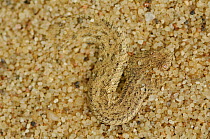 Peringueys sidewinding / Dwarf puff adder (Bitis peringueyi) buried in sand, Swakopmund, Namib Desert, Namibia