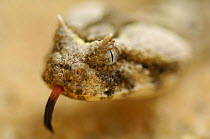 Horned Adder (Bitis caudalis) Namib Desert, Namibia