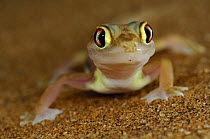 Web-footed gecko (Palmatogecko rangei) on sand dune, Namib Desert, Namibia