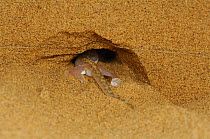 Web-footed gecko (Palmatogecko rangei) disappearing into hole in sand dune, Namib Desert, Namibia
