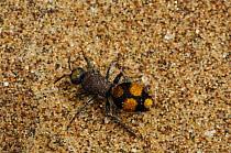 Velvet ant / Flightless wasp {Mutillidae}  on sand dune, Namib Desert, Namibia