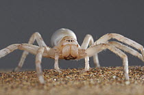Golden wheel spider / Dancing white lady (Carparachne aureoflava) on sand dune, Namib Desert, Namibia