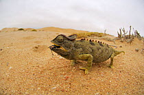 Desert chameleon (Chamaeleo namaquensis) feeding on insect, Namib Desert, Namibia