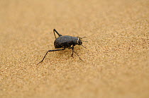 Namib desert / Fog basking beetle (Stenocara gracilipes) Namib desert, Namibia