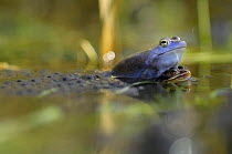 Moor frog (Rana arvalis) mating pair with frogspawn, Germany