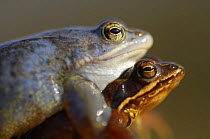 Moor frog (Rana arvalis) mating pair, Germany