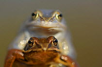 Moor frog (Rana arvalis) mating pair, Germany