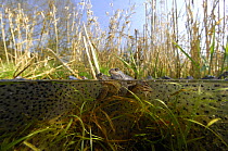 Moor frog (Rana arvalis) mating pair in pond, Germany