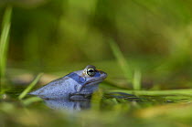 Moor frog (Rana arvalis) male in water, Germany