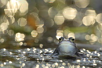 Moor frog (Rana arvalis) male in water, Germany