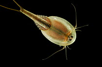 Desert / Longtail tadpole shrimp {Triops longicaudatus}
