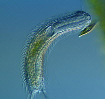 Gastrotrich (Gastrotricha) from the River Teifi, Wales