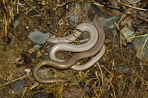 Slow worms (Anguis fragilis), Wales
