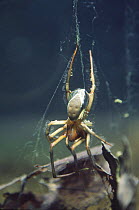 European water spider (Argyroneta aquatica) on web