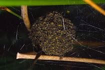 Raft spider (Dolomedes fimbriatus) ball of spiderlings