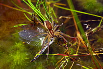 Raft spider (Dolomedes fimbriatus) eating a dragonfly (Anisoptera). Chobham common, Surrey, England
