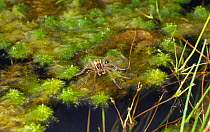 Raft spider (Dolomedes fimbriatus) feeding, on water. Chobham common, Surrey, England