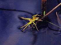 Raft spider (Dolomedes fimbriatus) juvenile on water. Chobham common, Surrey, England