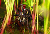 Raft spider (Dolomedes fimbriatus) warming  egg sac amongst wetland plants. Chobham common, Surrey, England