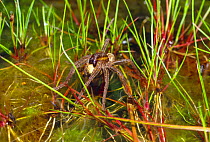 Raft spider (Dolomedes fimbriatus) warming an egg sac in the sun, amongst wetland plants. Chobham common, Surrey, England