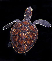 Hawksbill turtle (Eretmochelys imbricata) juvenile against dark background