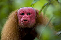 Red bald headed uakari {Cacajao calvus ucayalii}  Rio Yavari, Amazonia, Peru