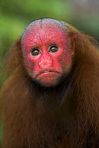 Red bald headed uakari {Cacajao calvus ucayalii} Rio Yavari, Amazonia, Peru FOR SALE IN UK ONLY