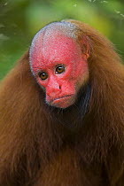 Red bald headed uakari {Cacajao calvus ucayalii} Rio Yavari, Amazonia, Peru FOR SALE IN UK ONLY