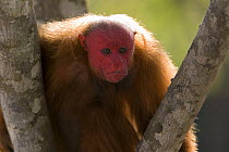 Red bald headed uakari {Cacajao calvus ucayalii} Rio Yavari, Amazonia, Peru