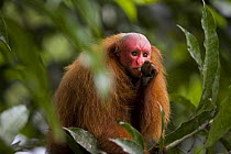 Red bald headed uakari {Cacajao calvus ucayalii} in tree, Rio Yavari, Amazonia, Peru