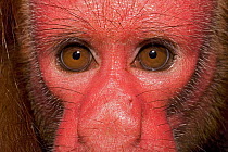 Close up of face of Red bald headed uakari {Cacajao calvus ucayalii} Rio Yavari, Amazonia, Peru FOR SALE IN UK ONLY