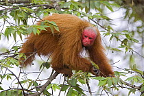 Red bald headed uakari {Cacajao calvus ucayalii}  in tree, Rio Yavari, Amazonia, Peru FOR SALE IN UK ONLY
