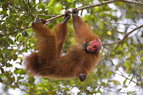 Red bald headed uakari {Cacajao calvus ucayalii} hanging in tree, Rio Yavari, Amazonia, Peru