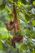 Red bald headed uakari {Cacajao calvus ucayalii} hanging upside down in tree, Rio Yavari, Amazonia, Peru