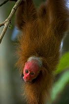 Red bald headed uakari {Cacajao calvus ucayalii}  hanging upside down in tree, Rio Yavari, Amazonia, Peru