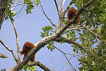 Red bald headed uakari {Cacajao calvus ucayalii}  two monkeys in tree, Rio Yavari, Amazonia, Peru