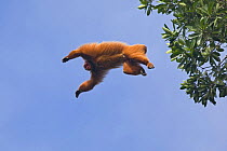 Red bald headed uakari {Cacajao calvus ucayalii}  leaping from tree canopy, Rio Yavari, Amazonia, Peru