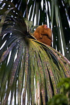 Red bald headed uakari {Cacajao calvus ucayalii} in tree carrying baby, Rio Yavari, Amazonia, Peru
