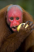 Red bald headed uakari {Cacajao calvus ucayalii} feeding on fruit, Rio Yavari, Amazonia, Peru