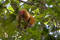 Red bald headed uakari {Cacajao calvus ucayalii}  looking down from tree canopy, Rio Yavari, Amazonia, Peru