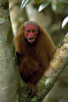 Red bald headed uakari {Cacajao calvus ucayalii} looking threatening, Rio Yavari, Amazonia, Peru FOR SALE IN UK ONLY